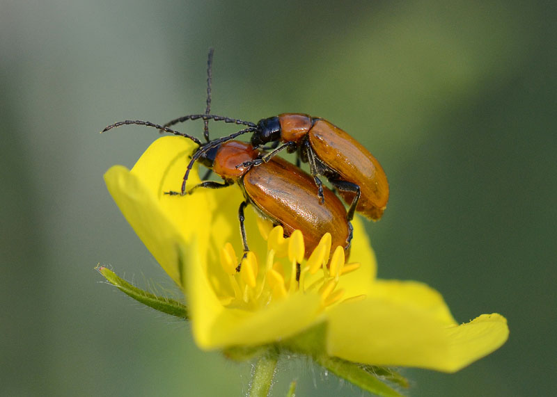 Coppia di Chrysomelidae: Exosoma lusitanicum